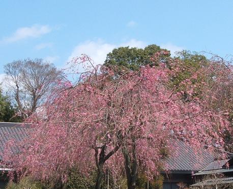 空と桜.JPG